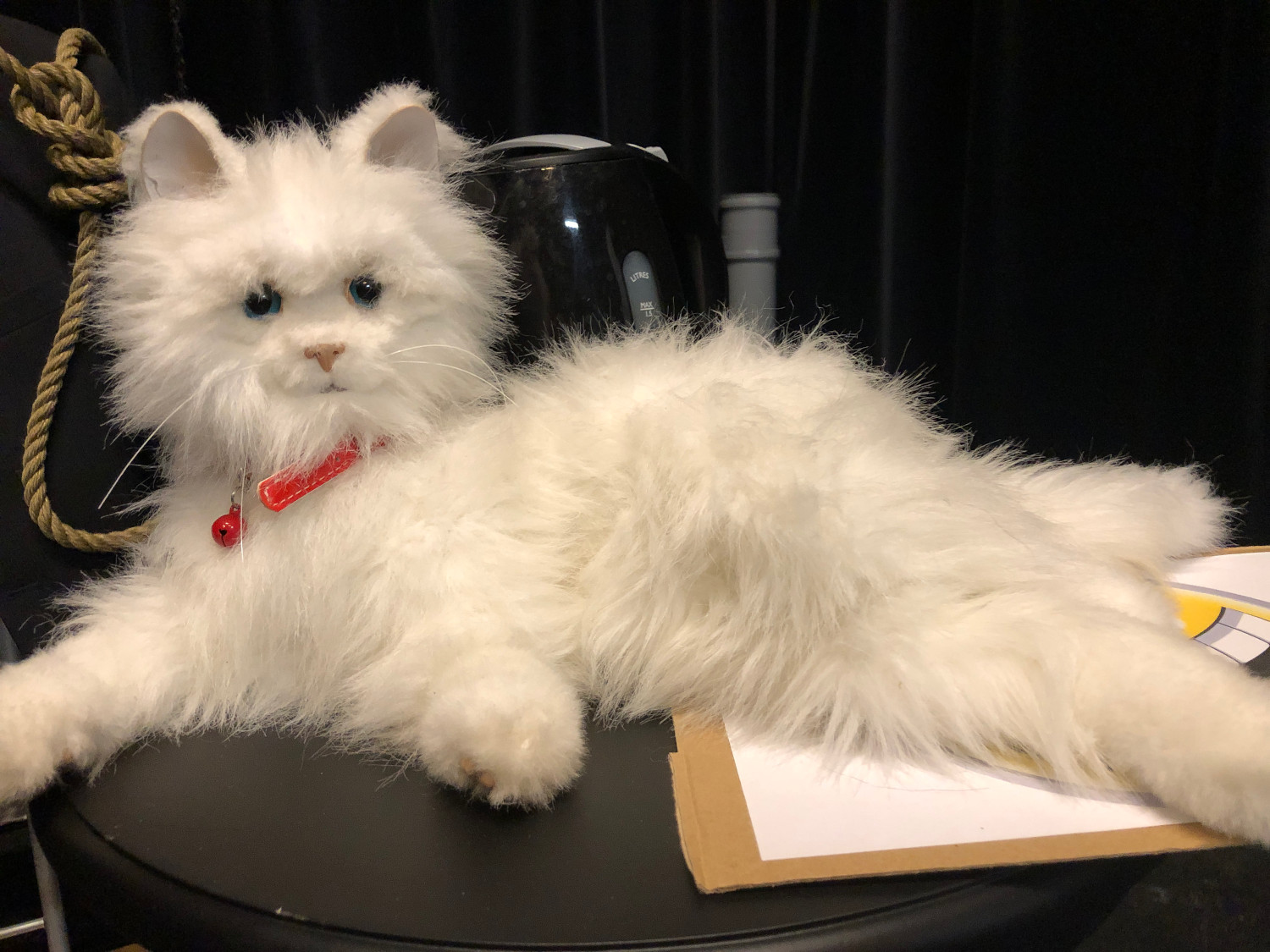 cat-johan-comedy